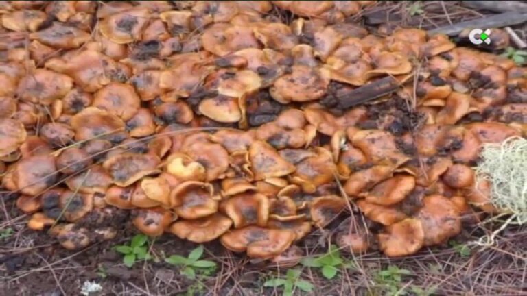 Florecen hongos en la zona afectada por el incendio de Tenerife