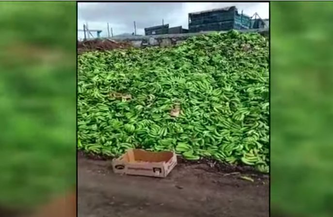 Más de millón y medio de plátanos a la basura