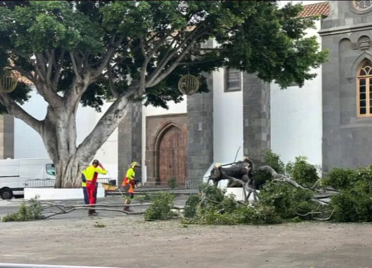 Un árbol centenario se desploma en Telde