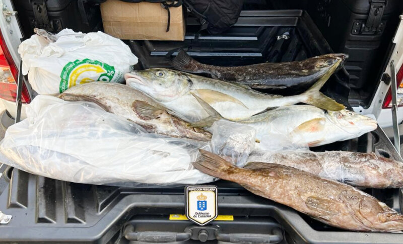 Una parte de los 47 kilos de pescado que iban a transportar entre islas varios individuos, siendo 38 kilos más de lo permitido