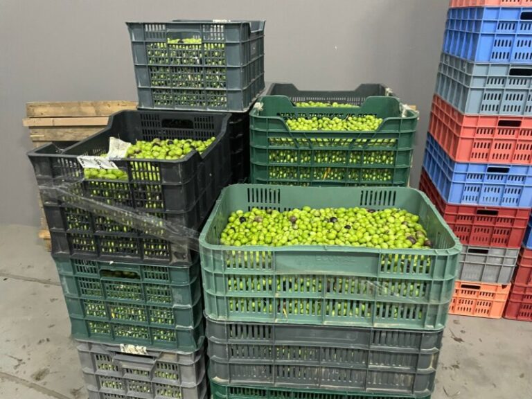 El precio del aceite de oliva subirá de nuevo si no llueve los próximos meses