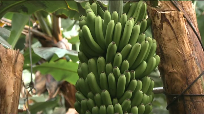 La organización de productores Asprocan ha pedido que se limiten nuevas superficies de cultivo en Canarias para mantener la competitividad