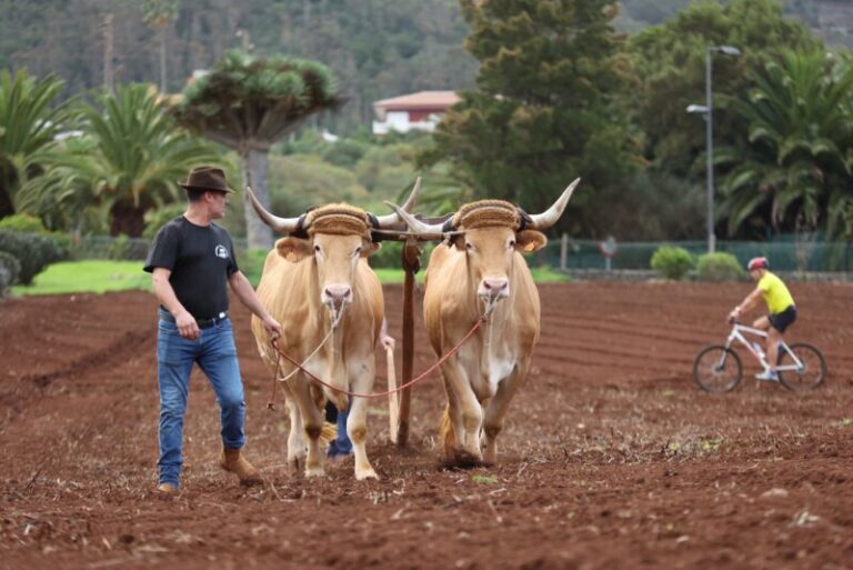 Tegueste apuesta por recuperar la siembra tradicional