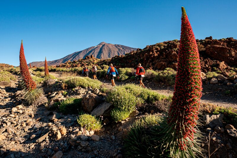 Corredores una la Bluetrail. Imagen Cabildo de Tenerife