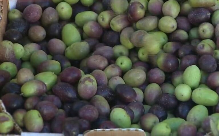 Comienza la recolecta de aceituna en Santa Lucía de Tirajana