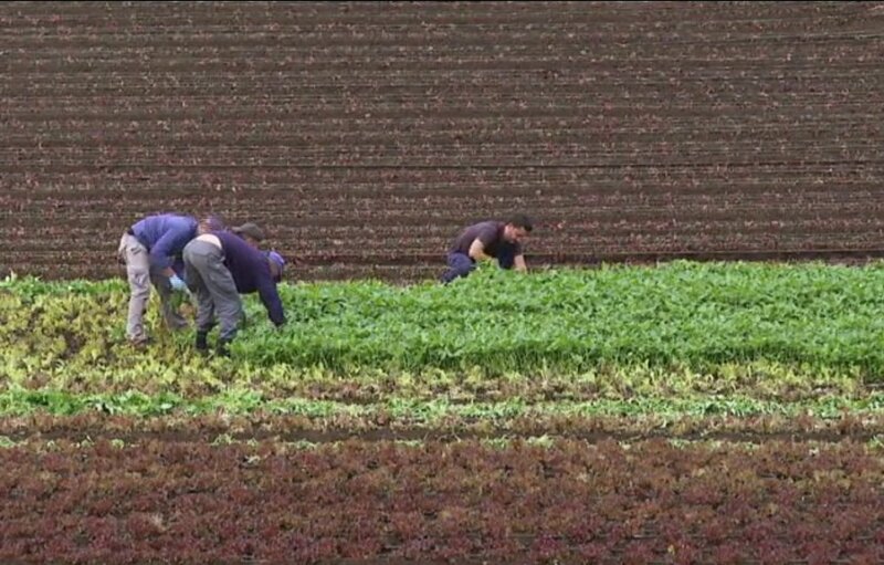 La falta de agua en Tenerife reduce la cosecha de frutas, hortalizas y flores