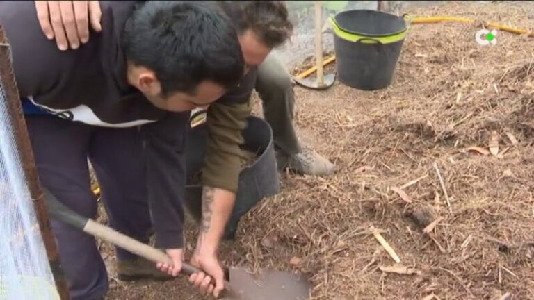 Personas con discapacidad reforestan parcelas de La Gomera