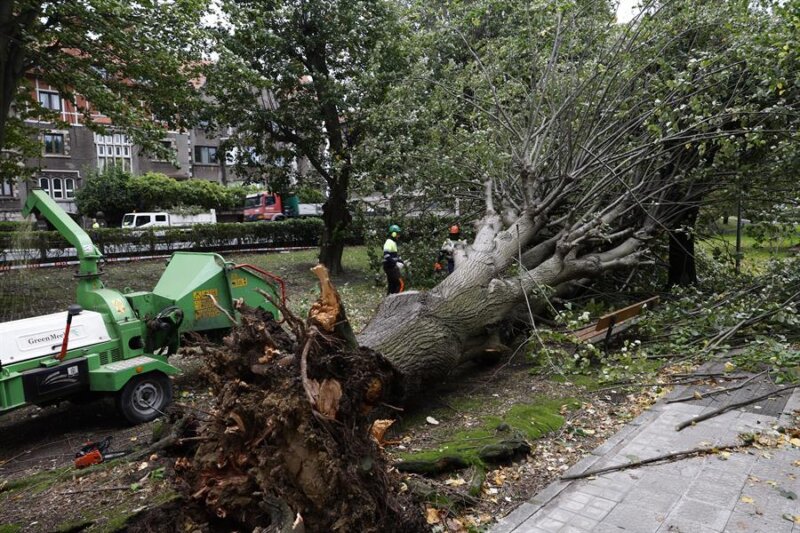 Una árbol cae en Getxo, en Bizkaia. Imagen EFE
