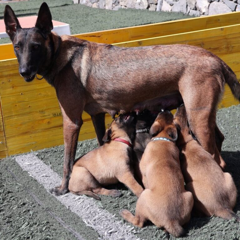 Mulán, Gunter, Max, Casper y Boby, los nuevos miembros de la Policía Local de S/C de Tenerife
