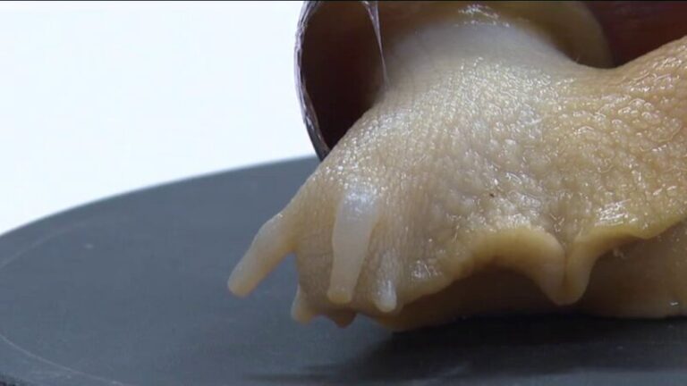 Hallan un ejemplar de caracol gigante africano en el Parque García Sanabria de Santa Cruz de Tenerife