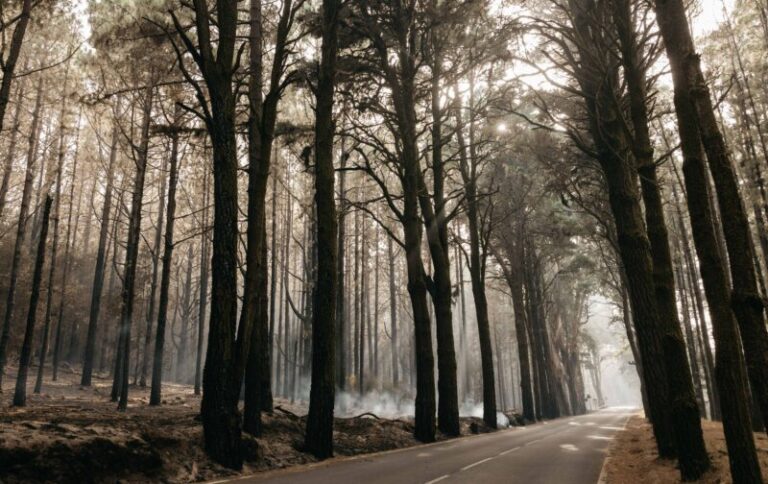 La lluvia caída estos días no ayudará a la recuperación del monte quemado en Tenerife