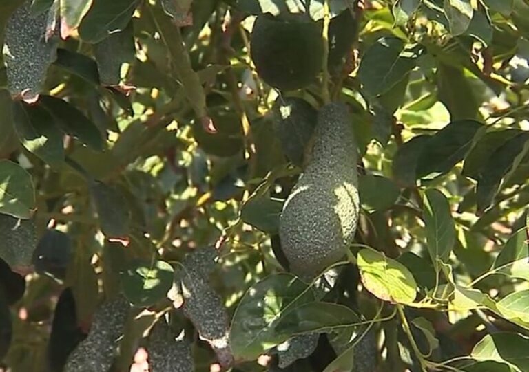 El calor reduce la cosecha de aguacate en un 50%