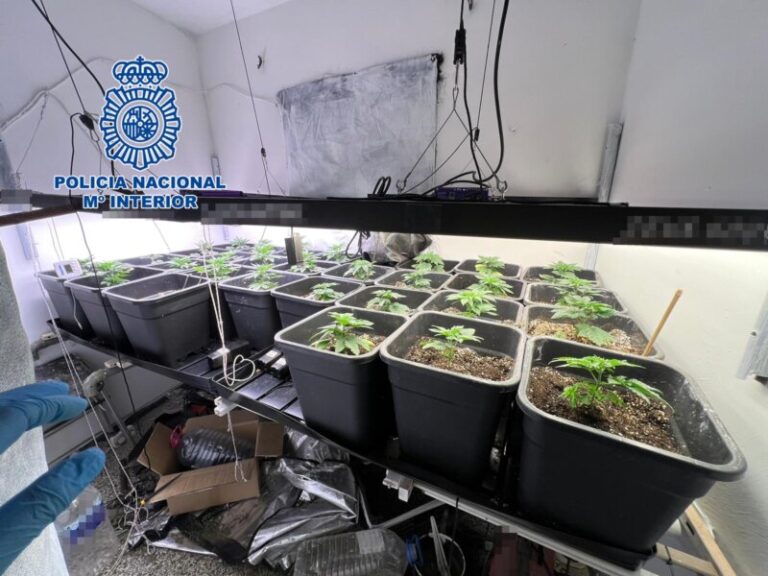 Un detenido y 13 kilos de marihuana intervenidos en una vivienda de Tejina, Tenerife