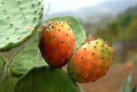 Un joven emprendedor canario apuesta por la recuperación del tuno