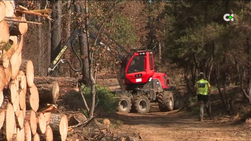 Trabajos de gran peligrosidad en algunas zonas quemadas en el incendio de Tenerife