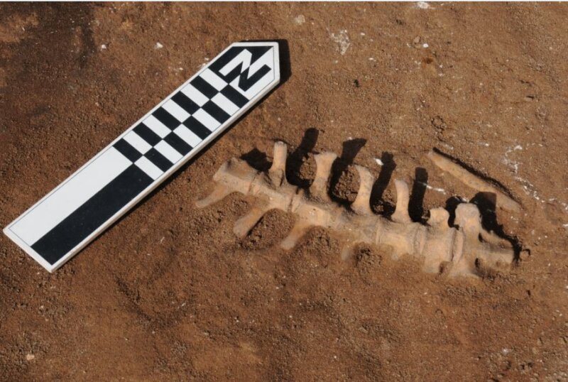 Excavaciones Lobos 1