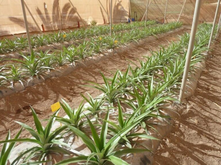 El Gobierno de Canarias invertirá más de 600.000 euros para la recuperación de la piña en El Hierro