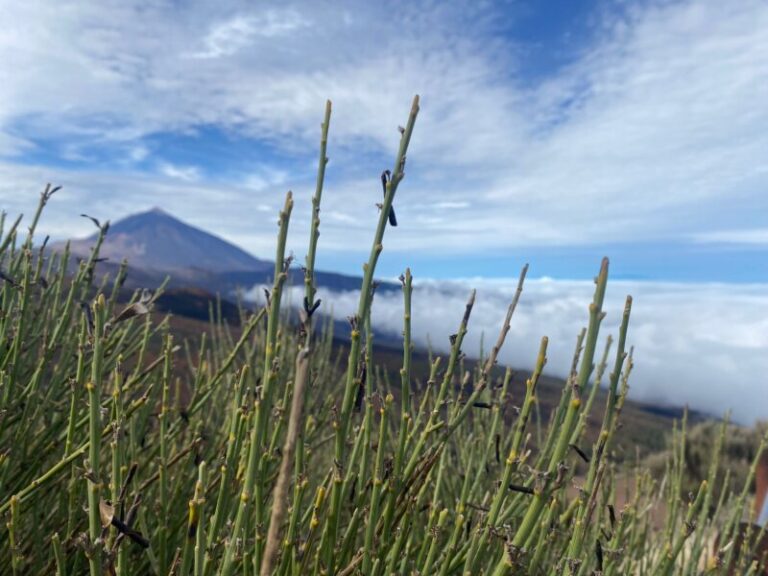 Un puente de diciembre para disfrutar de Canarias