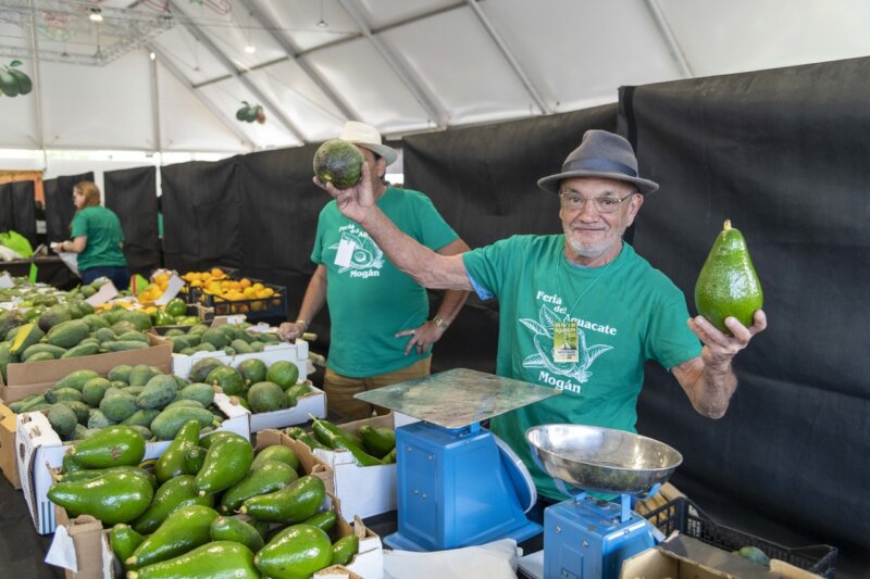 Más de cuatro toneladas vendidas en la VIII Feria del Aguacate de Mogán