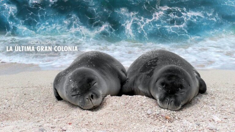 Televisión Canaria emite este martes el documental ‘Foca monje, la última gran colonia’