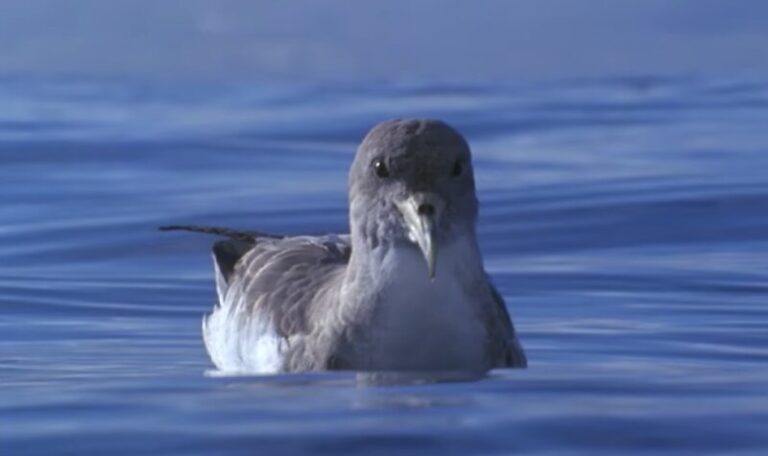 Rescatan más de 700 ejemplares de pardelas en La Gomera