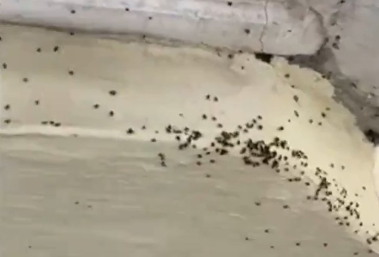 Plaga de pulgas en un solar deshabitado en el barrio de La Estrella, en Telde