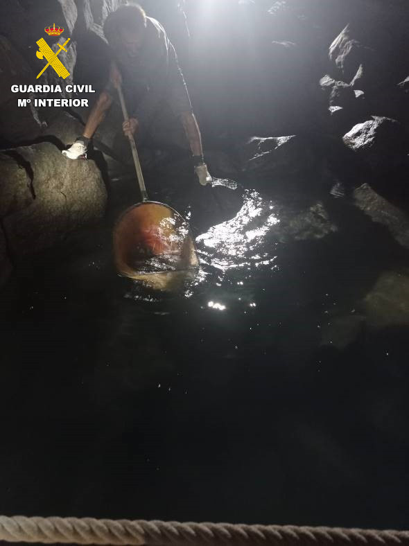 Rescatan un angelote desorientado en Fuerteventura