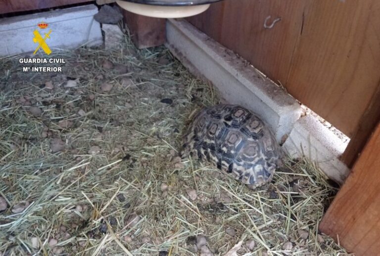 Investigan a un hombre que tenía en su casa 30 aves y 9 reptiles de especies protegidas