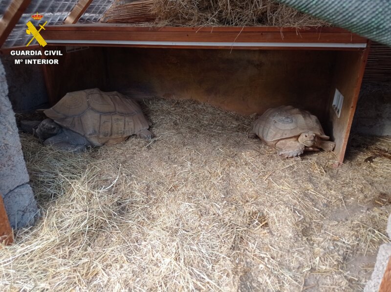 Investigan a un hombre que tenía en su casa 30 aves y 9 reptiles de especies protegidas