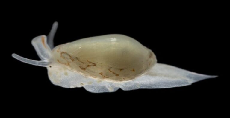 Descubren una nueva especie de molusco en Tenerife