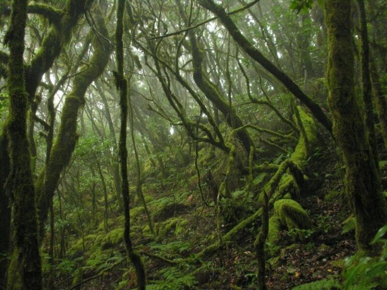 La Gomera, reconocida entre los mejores destinos sostenibles de España por National Geographic