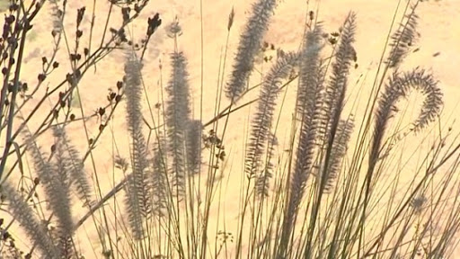 Cabe destacar que está presente en todo el Archipiélago, pero Tenerife es una de las islas más afectadas