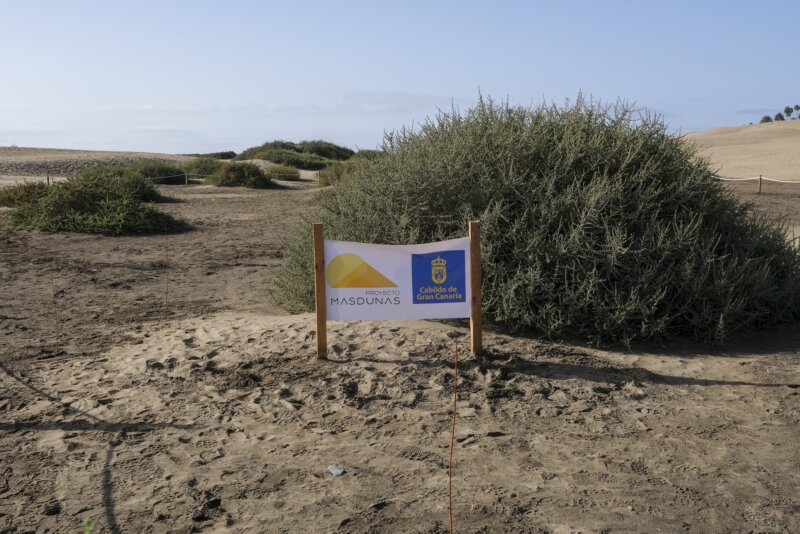Dunas de Maspalomas. Imagen Cabildo de Gran Canaria. Investigan un posible delito medioambiental