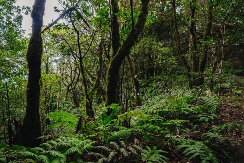 Se aprueba inversión del Cabildo de Tenerife por 1,7 millones para la recuperación bosque termófilo de Anaga