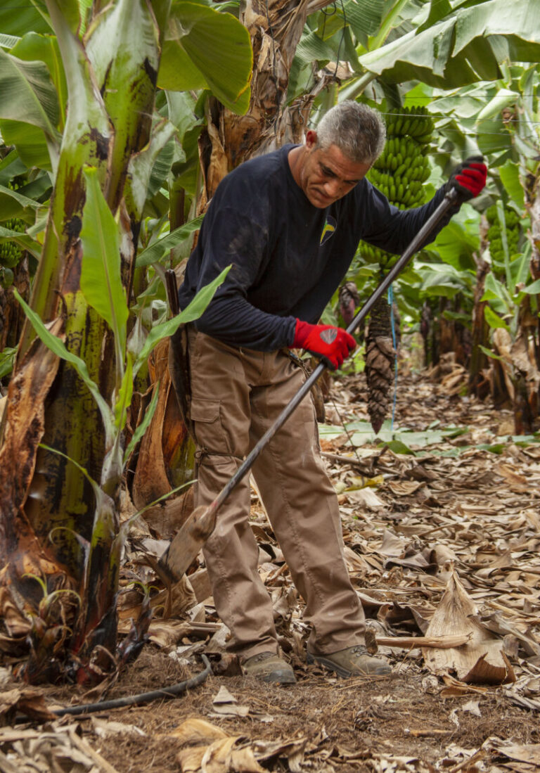 Plátano de Canarias bate récord de producción y comercialización en 2023
