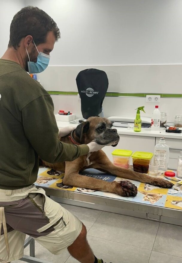 Rescatan a un perro que sufría maltrato animal en Arrecife, Lanzarote