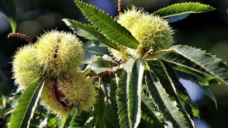 El abandono de las medianías en La Palma propicia la expansión de castañeros desplazando a la laurisilva