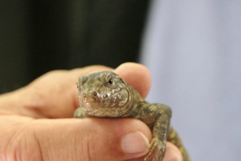 Ejemplares de lagarto gigante de El Hierro serán analizados antes de su puesta en libertad