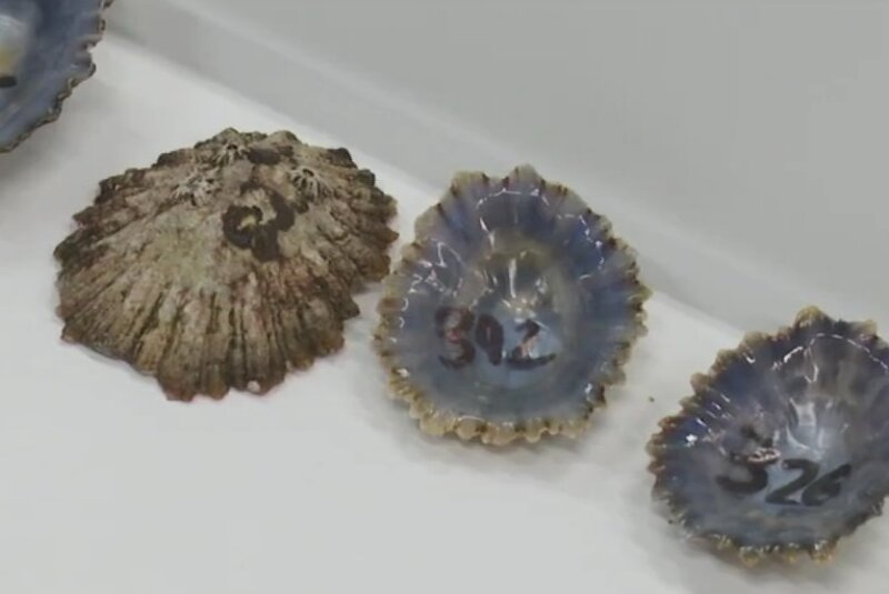 Un estudio desvela la gran capacidad de supervivencia de las lapas