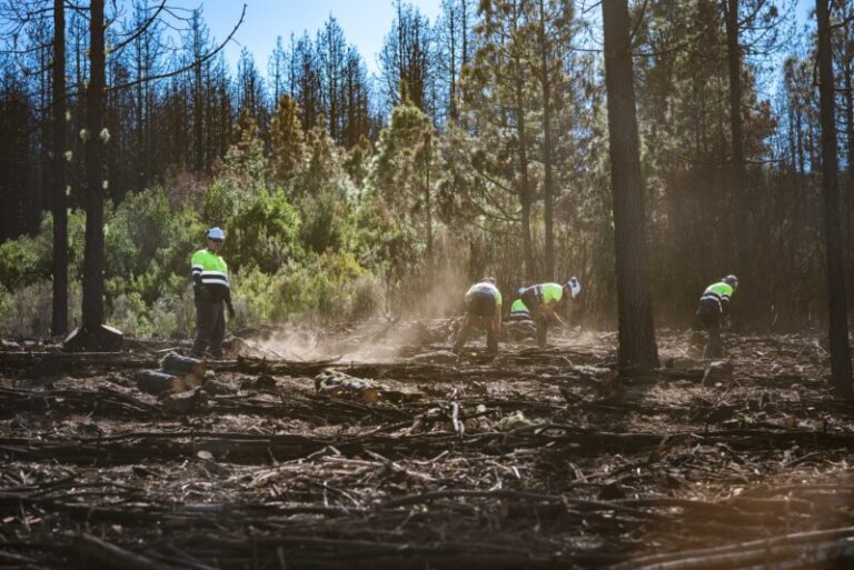 El Cabildo de Tenerife invierte 7,5 millones de euros en la recuperación del monte