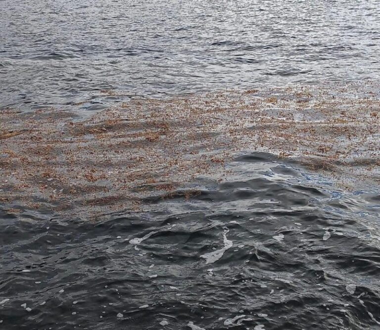 El Ayuntamiento de Santa Cruz vigila las algas aparecidas en la costa