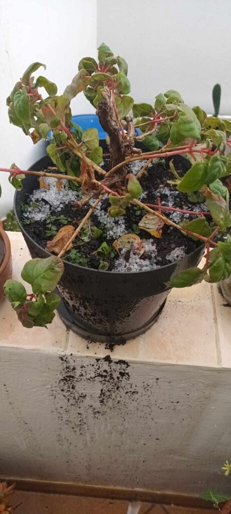 Granizo en San Bartolomé, en la isla de Lanzarote.