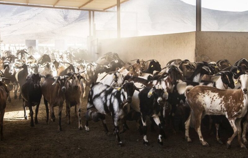 Cabra majorera. Imagen Grupo Ganadero de Fuerteventura