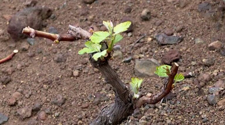 Descubiertas 6 variedades de uva en El Hierro