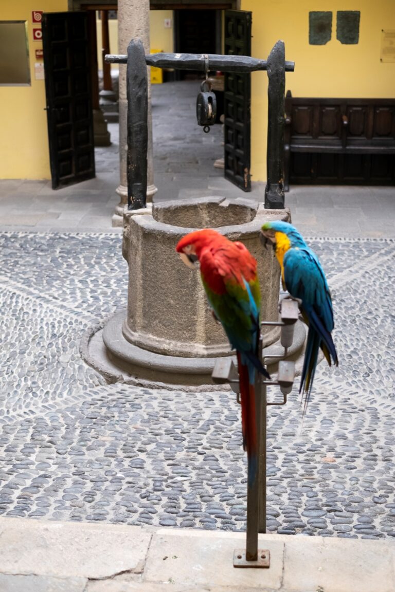 Los guacamayos Chicho y Yaiza dejan la Casa de Colón