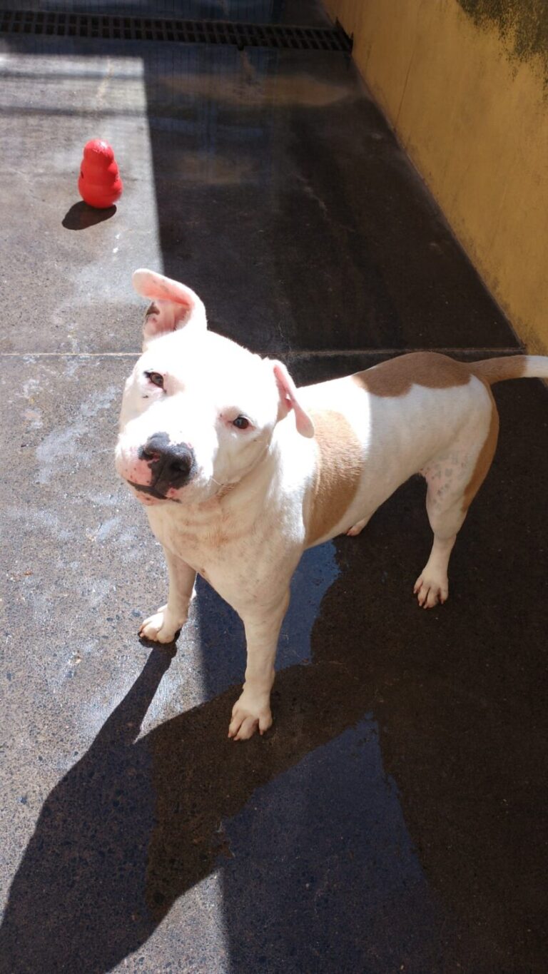 Denuncian a una mujer por abandonar a su perro más de cinco meses