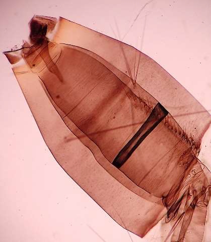 Detectan dos nuevas larvas de Aedes aegypti en el Muelle de Santa Catalina