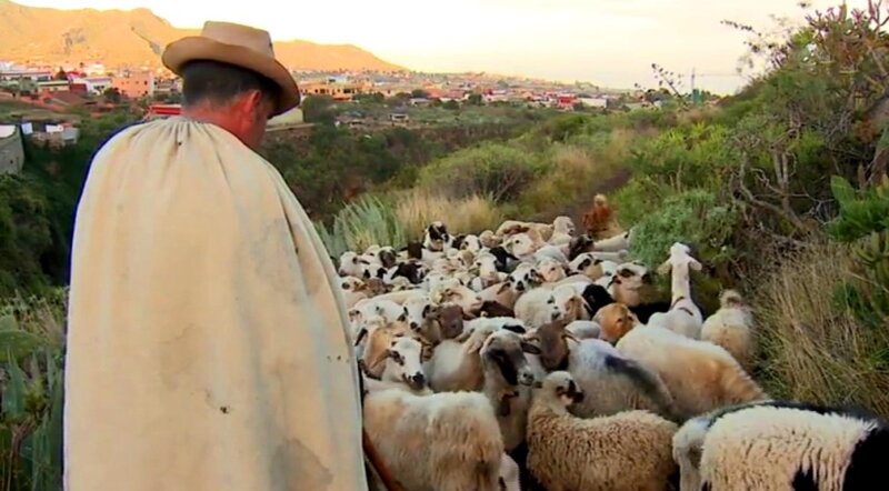Ovejas para luchar contra el 'rabo de gato'