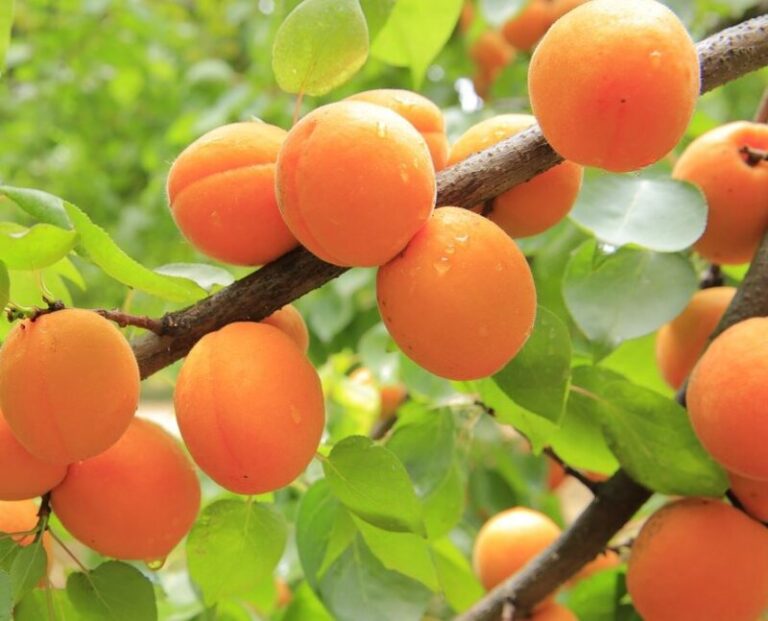 Poca cosecha de albaricoque en Gran Canaria a causa de la escasa lluvia