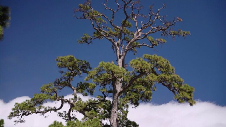 Árboles centenarios y paisajes únicos en ‘Rincones isleños’